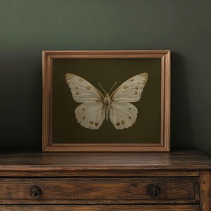 May include: A framed print of a white butterfly with brown markings on a dark green background.