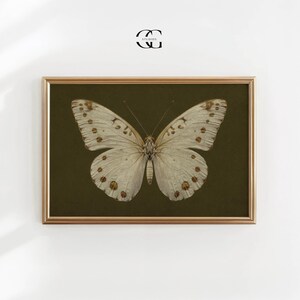 May include: A framed print of a white butterfly with brown spots on a dark green background. The butterfly is centered in the frame and has its wings spread open.