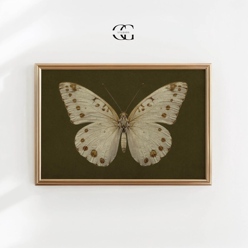 May include: A framed print of a white butterfly with brown spots on a dark green background. The butterfly is centered in the frame and has its wings spread open.
