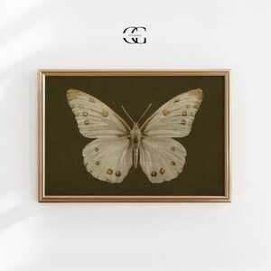 May include: A framed print of a white butterfly with brown markings on a dark green background.