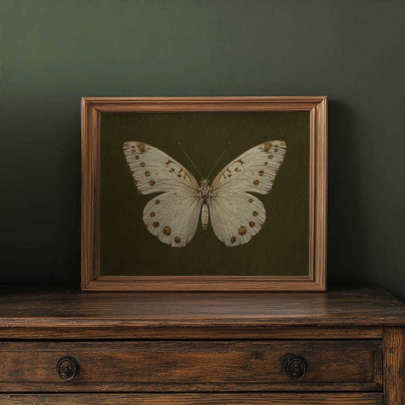 May include: A framed print of a white butterfly with brown spots on a dark green background.