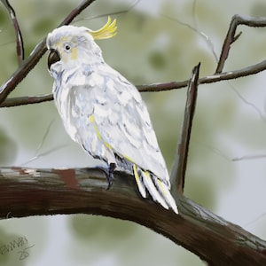 Digital painting of a cockatoo