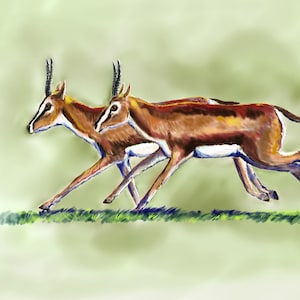 digital painting of springbok antelope
