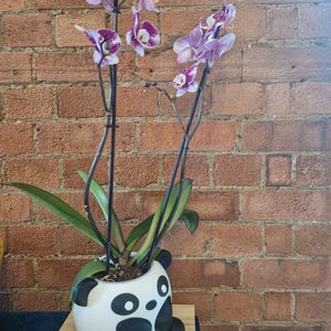 Puede incluir: Una orquídea en maceta con flores moradas y blancas y hojas verdes. La planta está en una maceta de cerámica blanca con forma de panda con detalles en negro. La maceta está sobre una superficie de madera contra una pared de ladrillo rojo.