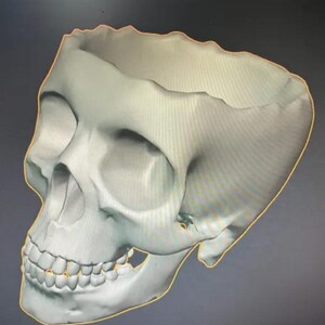 May include: A white 3D printed model of a human skull. The skull is missing the top of the head and the jaw is open, showing teeth.