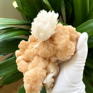 Scolecite Flower on Peach Stilbite, Large Scolecite Flower on Stilbite