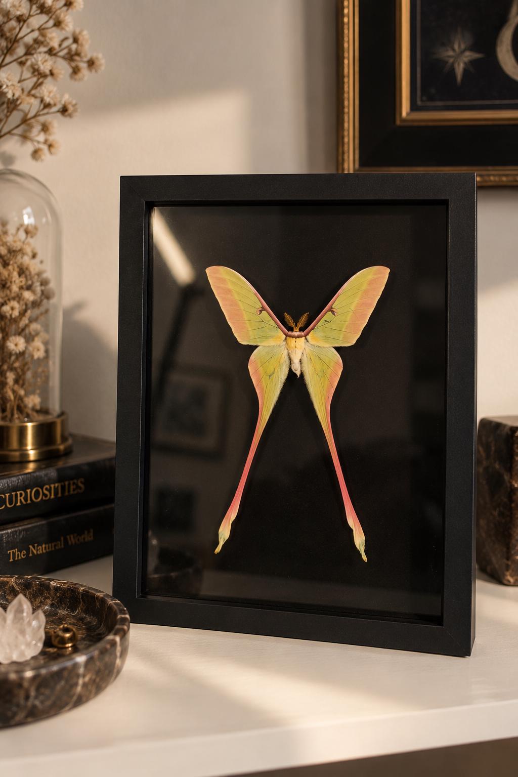 Actias dubernardi - Etsy 日本