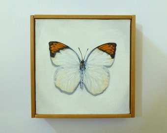 Great Orange Tip Butterfly Painting