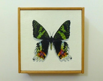 6x6 Sunset Moth Original Painting