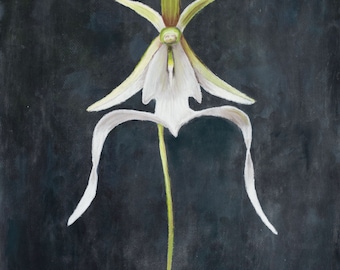 Ghost Orchid Print