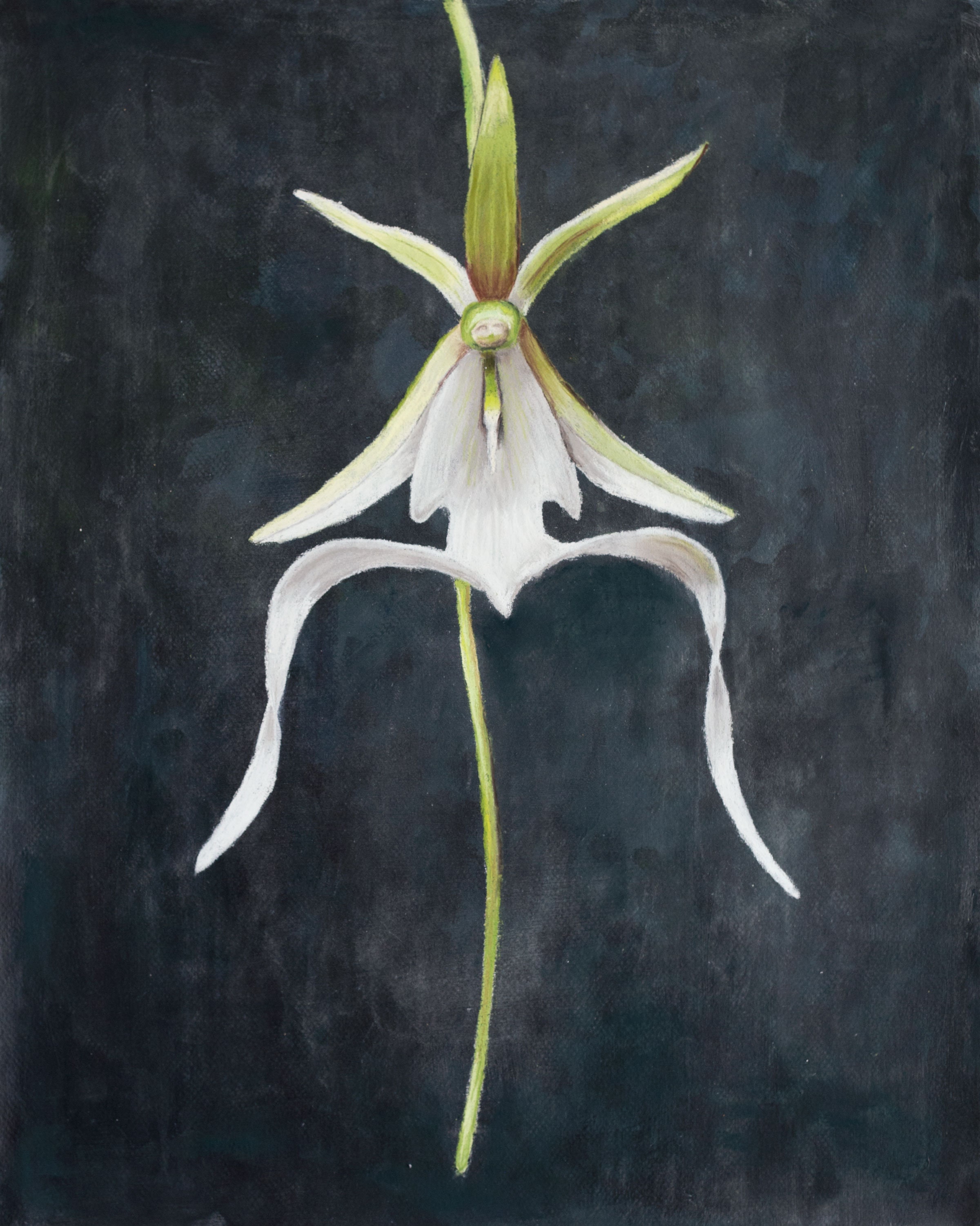 Ghost Orchid Print - Etsy