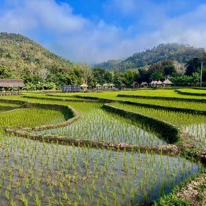 Paddy field in Laos