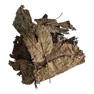 May include: A pile of dried, brown leaves with visible veins and a textured surface. The leaves vary in size and shape, with some appearing whole and others torn or fragmented. The image is set against a plain white background.