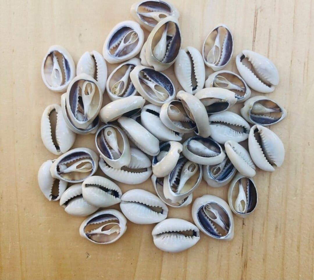 Original Female and Male African Cowrie Shells 10pieces - Etsy