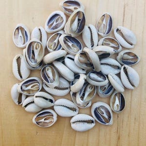 May include: A collection of white and cream-colored cowrie shells with a smooth, glossy exterior. The shells have a natural, organic shape and are arranged on a light brown wooden surface. The interior of the shells reveals a contrasting dark blue and purple hue.