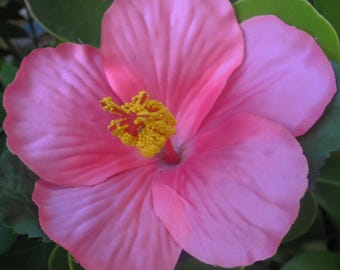 PINK HIBISCUS flower with leaves ,weddings , tiki, luau,beach,maga PR flowers,Hawaiian.