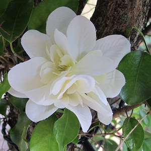 Hawaiian  IVORY flower hair clip, weddings, tropical, tiki, luau, beach party...