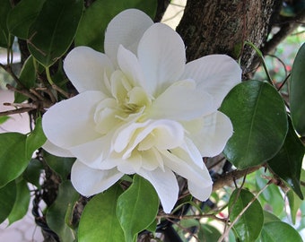 Hawaiian  IVORY flower hair clip, weddings, tropical, tiki, luau, beach party...