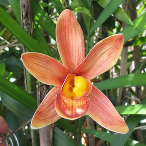Hawaiian CORALcymbidium Orchid hair flower pin, wedding,luau,tropical, tiki, beach party...