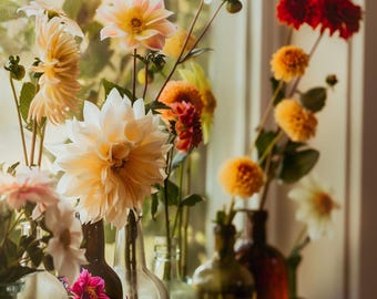 Original Floral Fine Art Photography - Instant Digital Download - Dahlias in Bottles