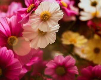 Original Floral Fine Art Photography - Instant Digital Download  Carpet of Cosmos