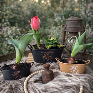 Könnte beinhalten: Vier kleine, ovale Metallpflanzgefäße mit Griffen, die Pflanzen enthalten. Eines hat eine rosa Tulpe, andere grüne Sprossen. Die Pflanzgefäße sind schwarz und beige, mit einem kupferfarbenen Gießkannen-Design. Eine Vintage-Laterne ist zu sehen.