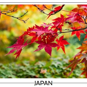 Cartoline e poster sulla natura dal Giappone