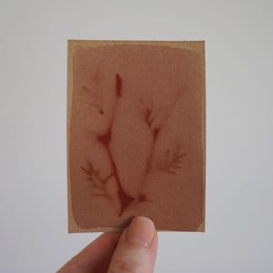 Originele ACEO Anthotype- "Jumpseed 02"
