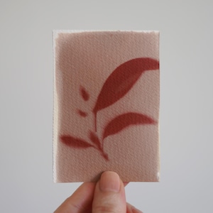 Original ACEO Anthotype- "Basil 01"