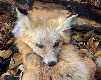 Fox Sporran Taxidermy head no tail Full Masked Sporran