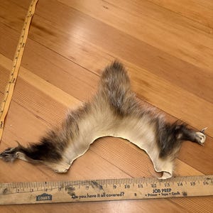 Badger scrap fur hide piece rear feet and tail b7