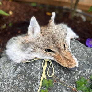 May include: A coyote pelt with tan and gray fur, lying on a gray rock. The pelt has a yellow leather tie. The coyote's eyes are closed, and its ears are upright. The background is blurred, with green foliage and a wooden fence.