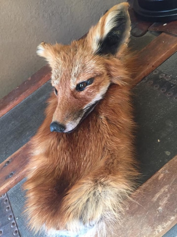 fox sporran