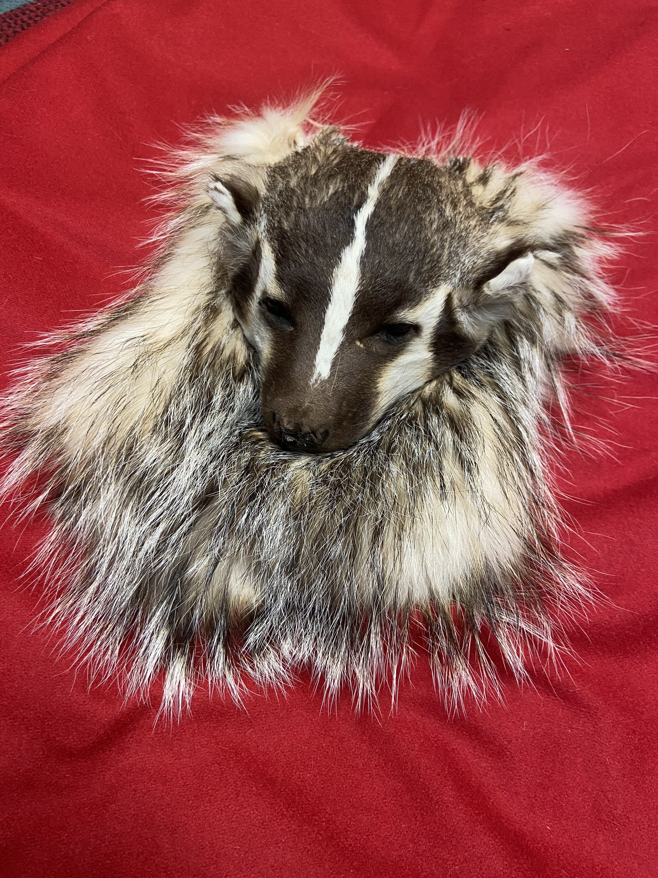 Full Mask Sporran Badger Traditional Scottish Kilt Accessory Etsy