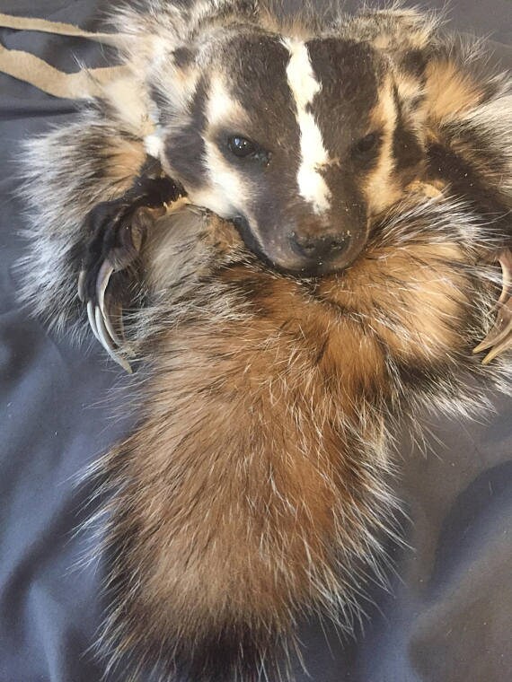 Skunk sporran sale