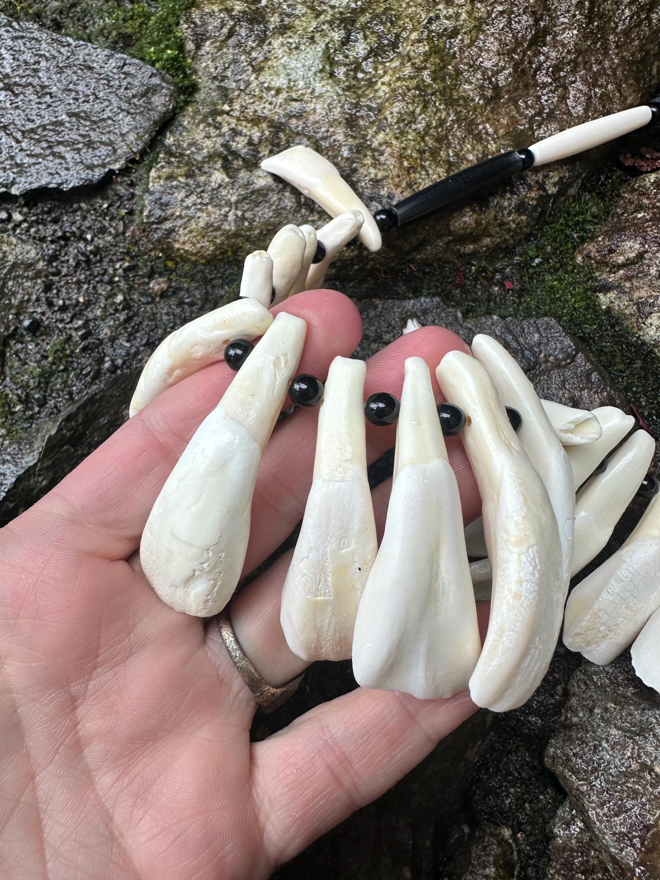 Native American Made Buffalo Tooth Necklace - Etsy