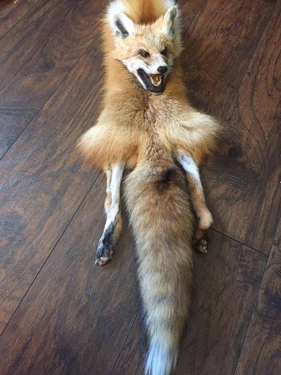 fox head sporran