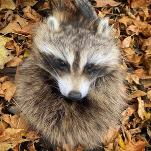 Full Mask sporran raccoon traditional scottish kilt accessory