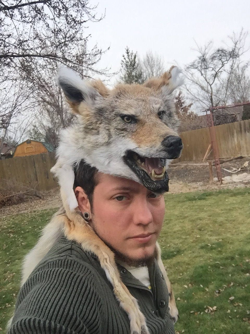 Mounted head Coyote skin headdress w feet Native american Made | Etsy