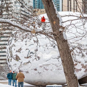 Cardenal descansando en la rama de un árbol cerca del frijol