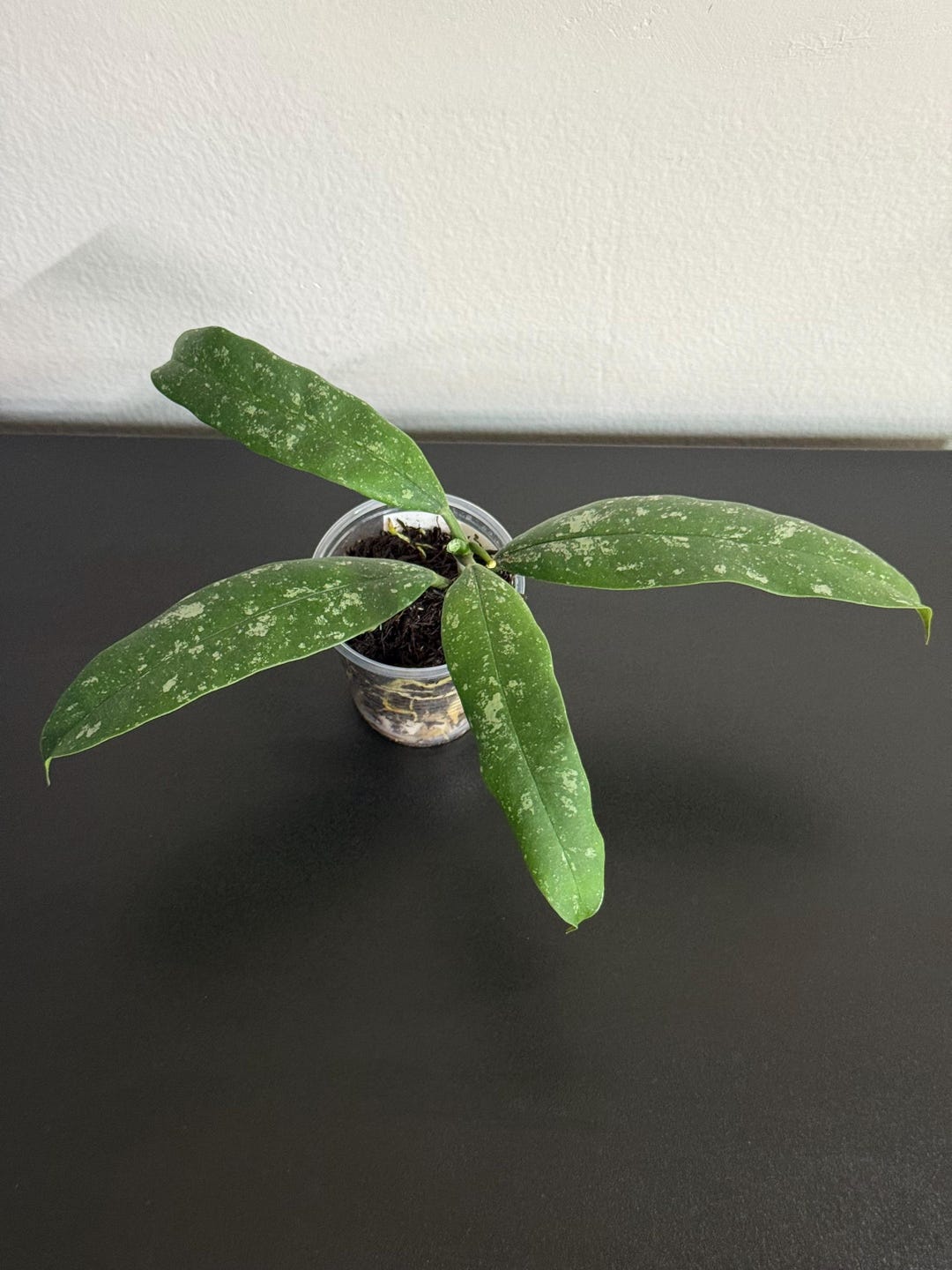 Hoya MULTIFLORA MINI SPLASH! - Etsy Canada
