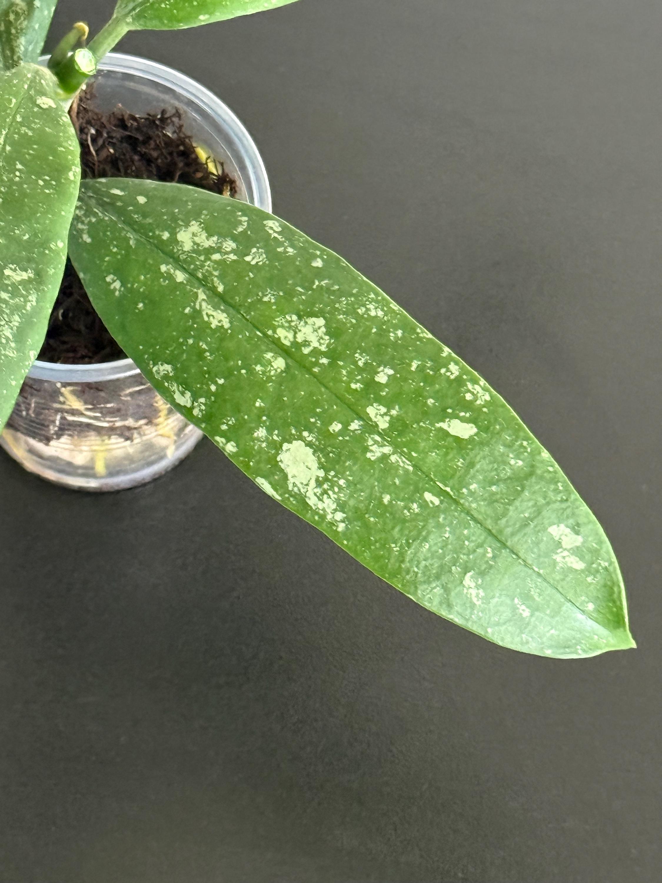 Hoya MULTIFLORA MINI SPLASH! - Etsy Canada
