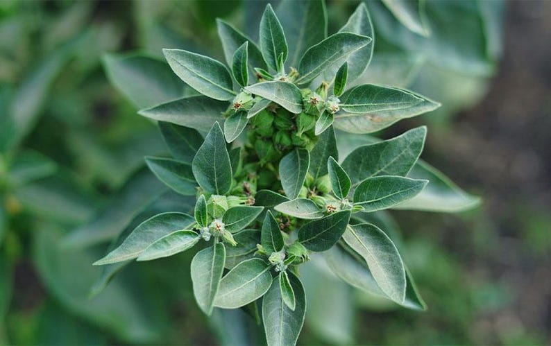 Puede incluir: Primer plano de una planta verde con m&uacute;ltiples hojas. Las hojas son de un color verde vibrante y tienen una textura suave. En el centro se ven peque&ntilde;os brotes de color claro. El fondo est&aacute; borroso, creando un enfoque en la planta.