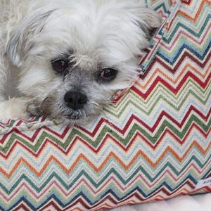 May include: A small white dog with brown eyes is resting its head on a colorful chevron patterned dog bed. The bed has a zig-zag pattern in shades of red, orange, blue, green, and white.