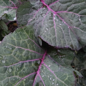 Purple Tree Collard TOP Cuttings