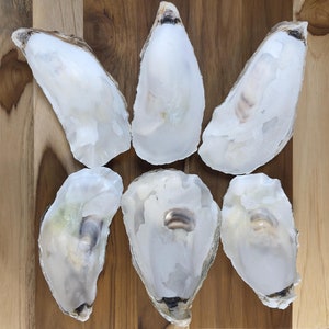 Large Cupped Oyster Shells (5–6”) – Natural Coastal Decor, Jewelry Ring Dish and Craft Supplies