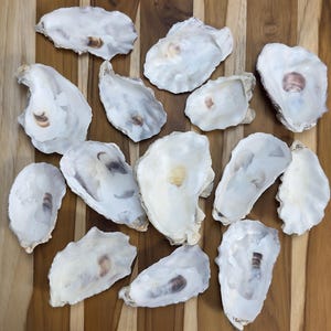 Cupped Oyster Shells 3” to 4.5” – Clean & Odor-Free for Crafts, Art, Painting, Jewelry Dishes, Weddings – Choose Quantity – Free Shipping