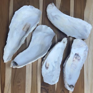 12 Large Narrow Cupped Oyster Shells (7–9”) – Natural Coastal Decor, Art & Craft Supplies