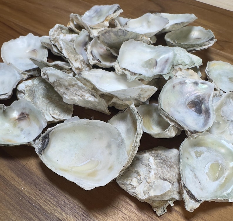 50 Extra Small Cupped Oyster Shells (1–1.5”) – Natural Coastal Decor ...