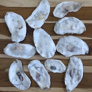 Broken Flat Oyster Shells (3–4.5”) – Natural Coastal Decor, Garden and Craft Supplies